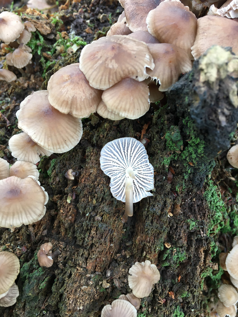 Photo by Joanna Dodsworth Mycena galericulata by Joanna Dodsworth